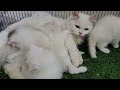 Homeless kittens crying out loud for Mother cat