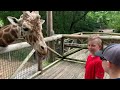 Kangaroo Walkabout and feeding giraffes at the Memphis Zoo!