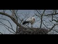 CANON R7 RF 200-800 4K CROP 50 WILDLIFE VIDEO