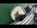 Fishing At Jetty Park Pier, Cape Canaveral.  Snook & Guitarfish