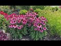 New 2025 Proven Winners Perennial Trial Garden & Full Sun Garden Tour - Mid July 2024