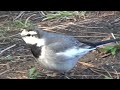 White Wagtail ( Motacilla alba ) Preening and Walking in January 2024