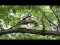 Blue jay mobs red-tailed hawk in Tompkins Square Park