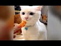 FUNNIEST Cats and Dogs | Best Bloopers 😺