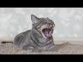 Stress Relief Music For Cat - Deep Soothing Music for Anxious, Stressed Cats With Purring Sound