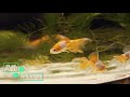 World's Biggest Goldfish Aquarium - Art Aquarium Tokyo