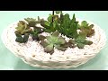 Tough Succulents and a Watering Tip that will Keep Your Succulent Alive