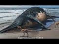 Dragons of the Deep: The Mega Ichthyosaurs
