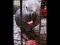 African gray parrot 🦜