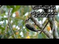 Surah Rahman with HD Arabic text beautiful quran voice #quran #muslimmunda