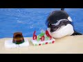 Happy 8 birthday Adan! || Loro Parque orca family