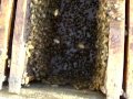 closeup of honeybee hive