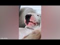 Dog Doing Funny Things - Best of Funny Dogs in October