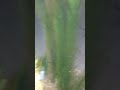 Video of my Corys