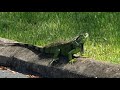 South Florida Iguana