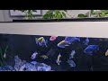 JUWEL RIO AQUAPONICS/ABOVE TANK SUMP SYSTEM.