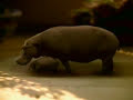 House Hippo