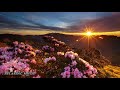 Relaxing Music with Birds Singing -  Beautiful Piano Music, Sleep Music, Calm Music, Morning Music