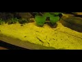 Guppies Enjoying Some Mosquito Larvae