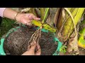 Great skill... i Growing Coconut Tree Using Coconut Leaves