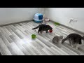 You Laugh You Lose 😍 Funniest Cats and Dogs 2024 😸🐶 Part 29