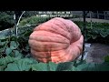 2480 lb Giant Pumpkin Timelapse | aka 