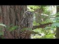 a longer video of one of the owls
