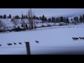 Montana Traffic Jam - Big Elk Herd