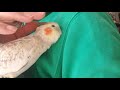 体調は今一　オカメインコ　だいちゃん