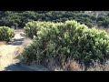 Baccharis pilularis (coyote brush)