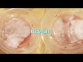 The Agar Files - Spore Print to Agar (Intro to Agar)