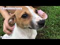Pet Dog Videos l Play Time with Sunshine & Sunny [ep29]