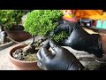 [Bonsai] Midsummer pruning of Japanese cypress - measures against cedar leaves