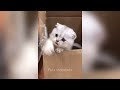 This's why you should have a cat 😂 New funny animals 2024 😅