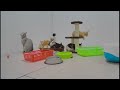 Laugh Uncontrollably! Best Funny Cat Videos 2024 😸 Best Funny Animal Videos 2024 😸