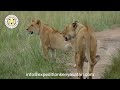 Uprising | Black Rock Lion Pride Masai Mara