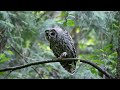Barred Owlet Boogies To The Blues July 15,  2024