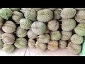 @yahyatarigangeme besarnya durian Montong atau musang king.......mau di kirim ke luar kota