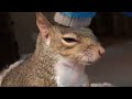 Esquilo são animais fofos❤️🐿 Squirrels are cute animals #esquilo #squirrel #youtubevideos