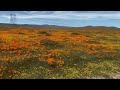 2023 Drone view Super Bloom  Antelope Valley California Poppy Fields