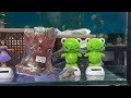 Shop Visit-92|| New Aquarium Fish & Dry Items Reached @'AQUAFINSCAPE' || Aquarium Plants ||