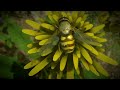 Insect Worlds - Ma vie de bestiole - Hihamear