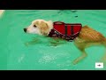 When should a puppy start swimming?