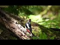 Great Spotted Woodpecker 2024