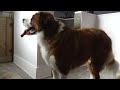 Don't let his cute face fool you 😅 | Stubborn St. Bernard