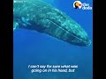 Whale Protects Diver From Shark | The Dodo