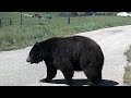 Black Bear scratching his back like Baloo in 