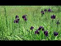 “The beauty of wild flowers through the healing sound of a guitar” (4K)