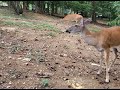 More Nature in the Backyard - Deers and Squarrels