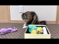 Meowhat did our cute kitten choose as her best toy? Elle video No.133